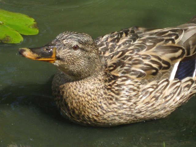 DUCK3