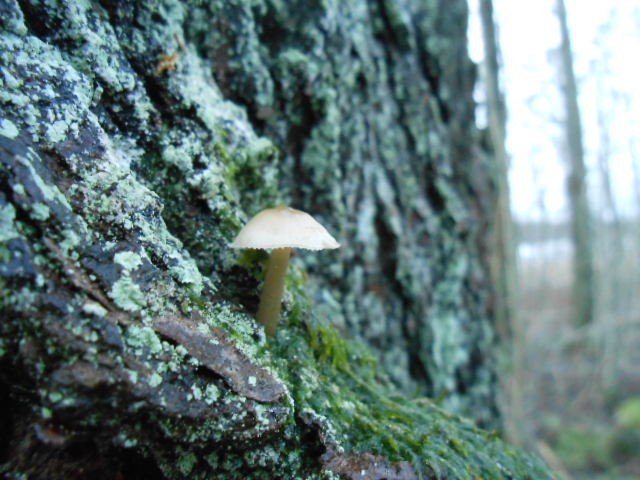 Fungi_Friday_2