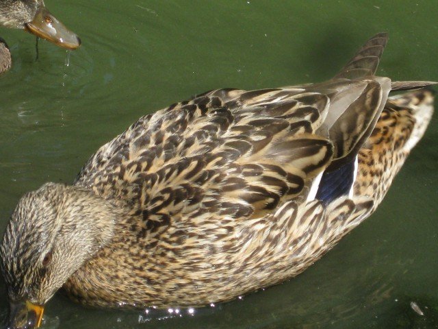 DUCK6