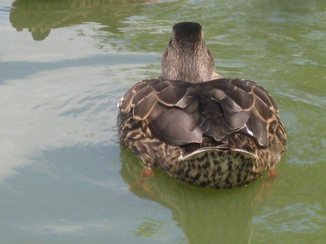 DUCK1