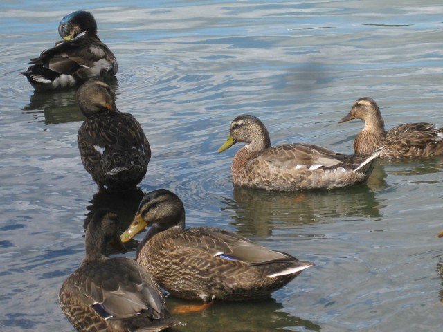 DUCK4