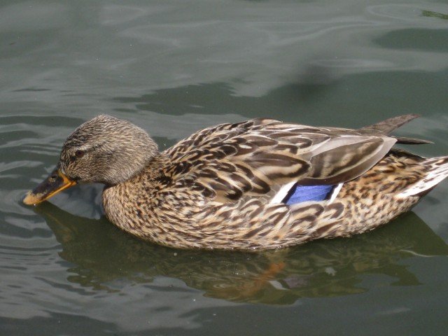 DUCK2