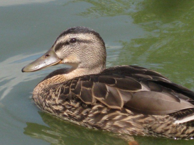 DUCK