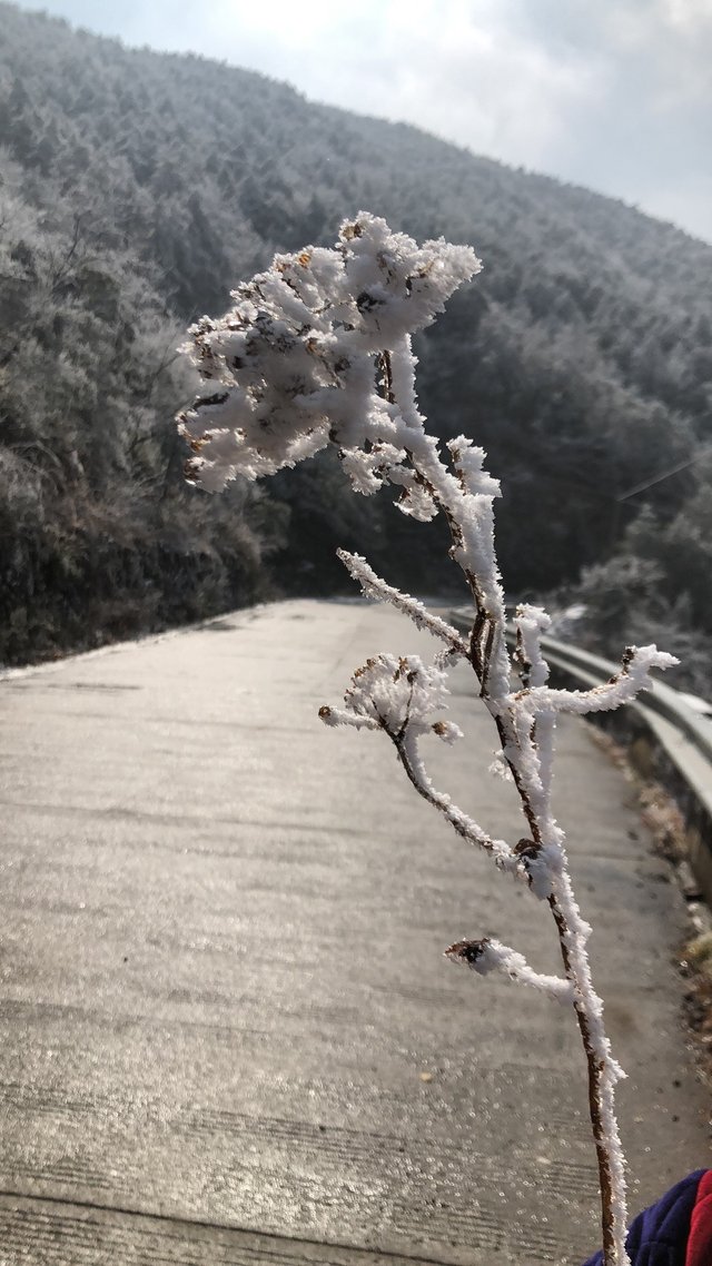 浙江周边区县纷纷下起了鹅毛大雪 温岭下雪了，温岭雪景！