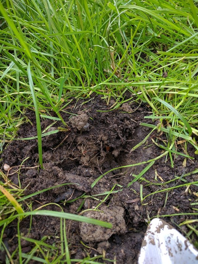 The Joy Of Killing Slugs Steemit