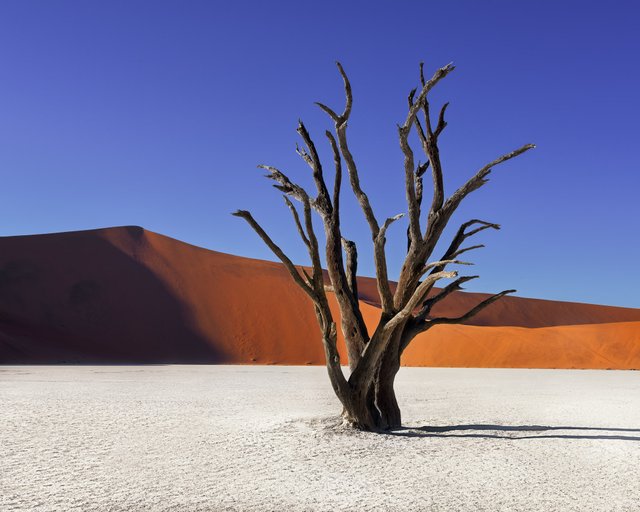 Dead Acacia Trees and Red Dunes of Deadvlei in Namib-Naukluft Park, Namibia