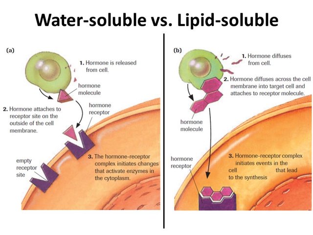 Endocrine System — Steemit