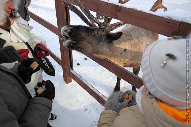 Feeding reindeer