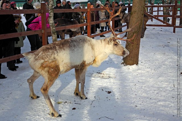 Pissing reindeer