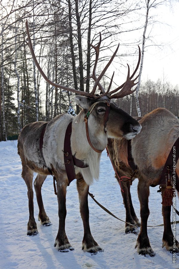 Harnessed reindeer