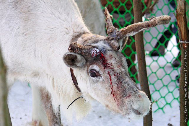 Reindeer in the blood