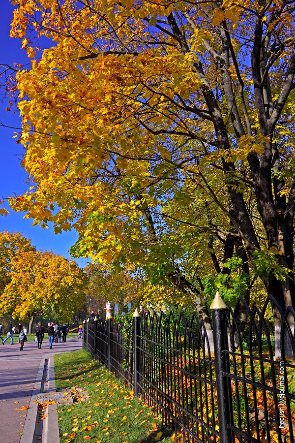 Golden Autumn in Tsaritsino