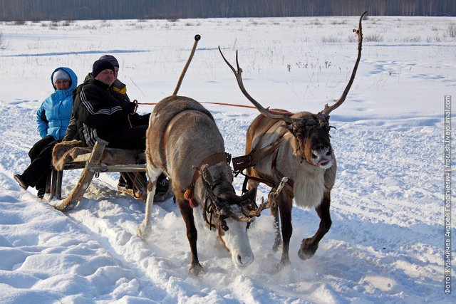 Sledges and reindeer