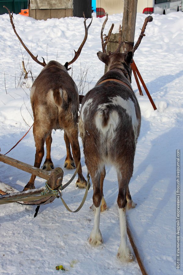Harnessed reindeer