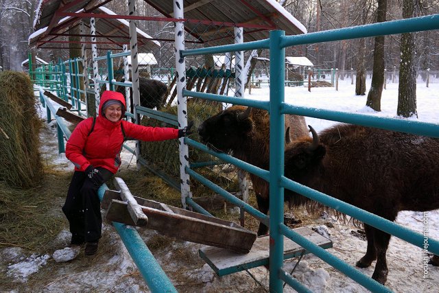 погладить зубра