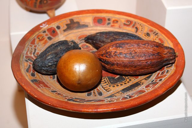 fruits of cocoa