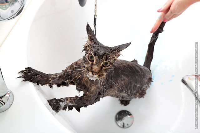 we apply a degreasing shampoo to the cat's coat