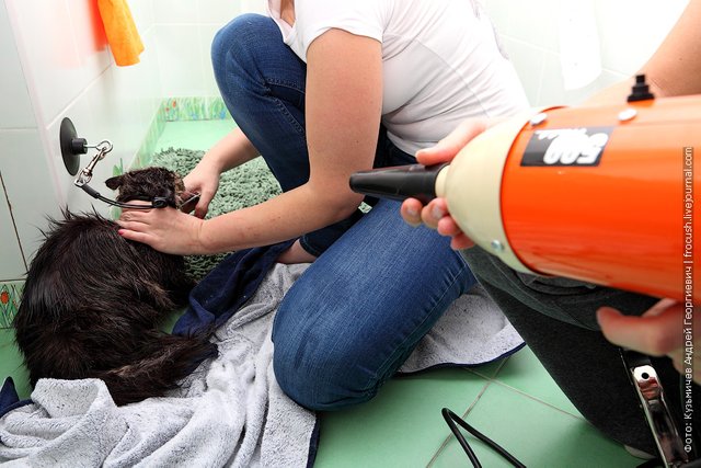 We fix the animal in the place where we will comb it and dry it. Combing the hair. Comb and hair dryer are simultaneously in the same direction