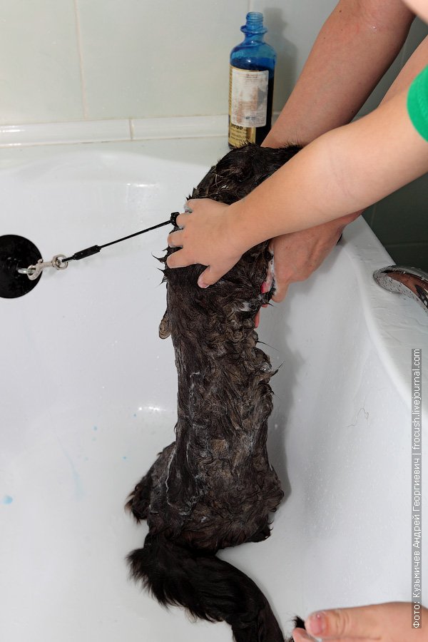 Degreasing shampoo apply evenly throughout the coat of the animal
