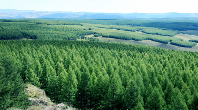 man made forest China