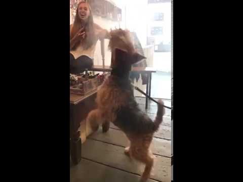 This dog loves chasing the vape clouds!