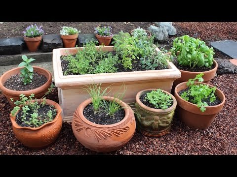 Planting Your Own Herb Garden
