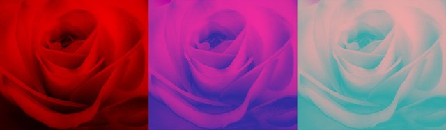 Roses