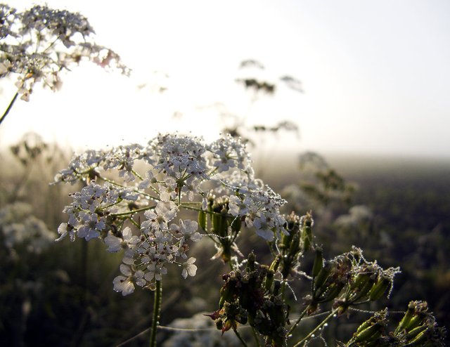 Flowers at dawn