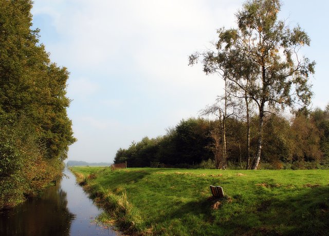 Dreamy field