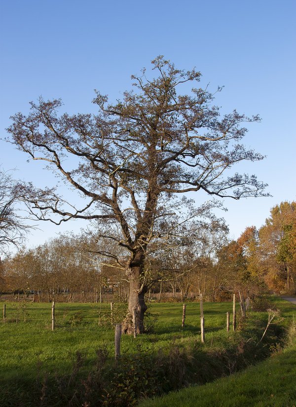 Nature tree