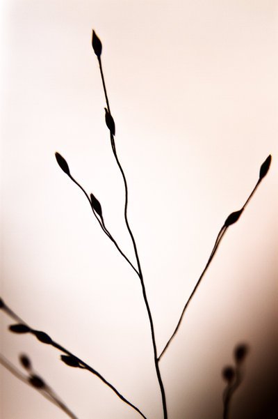 Minimalism