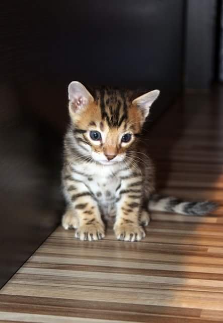 Bengal kittens for adopt , anyone 