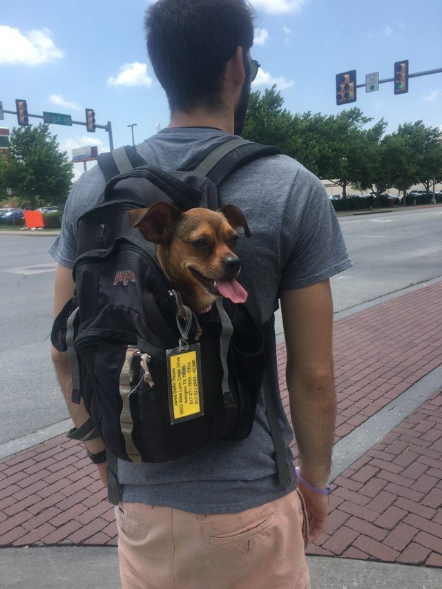 apple backpack