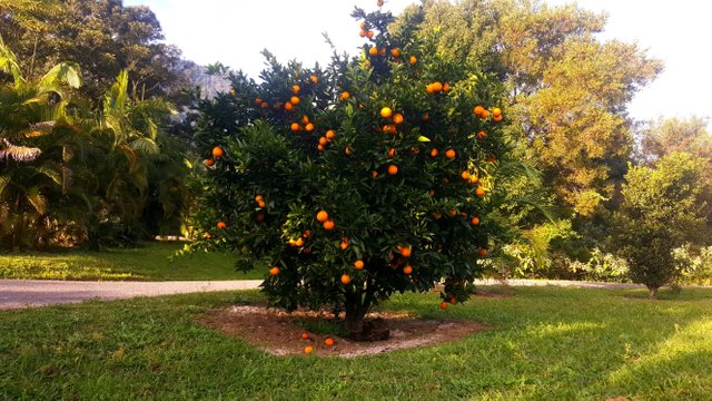 orange tree garden