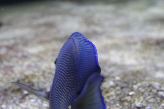 blue fish behind