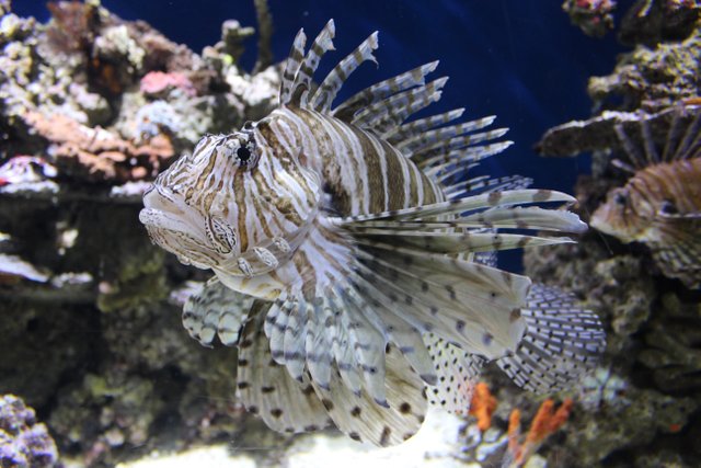 red lionfish