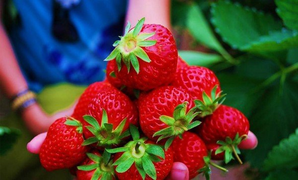 Wisata alam strawberry bandung