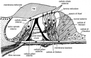 Organ of Corti