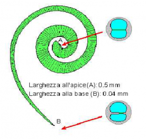 Membrna Basilare