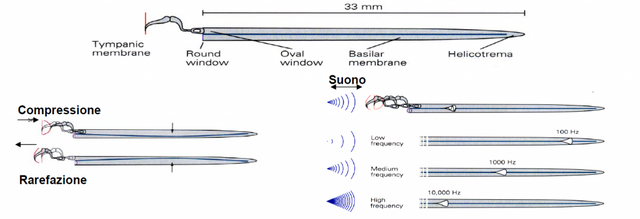 Compression and rarefaction in the ducts