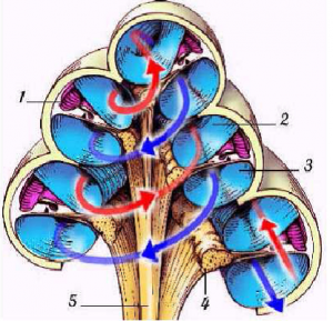 Sezione Coclea