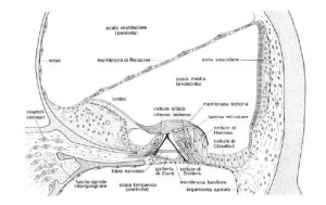 Sezione membrane cocleari