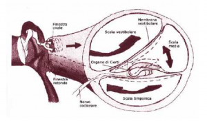 Section of cochlear scalae