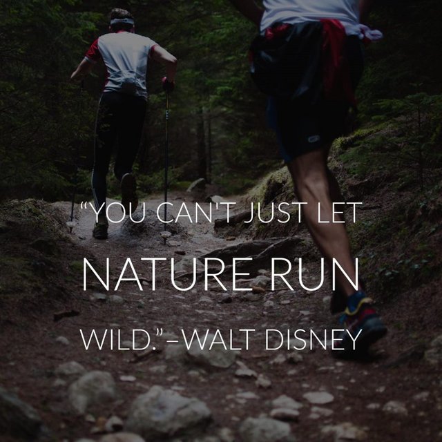 33 Walt Disney Quotes