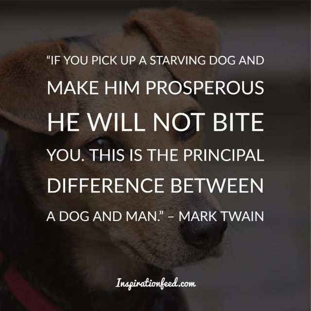 Dog Quotes and Sayings