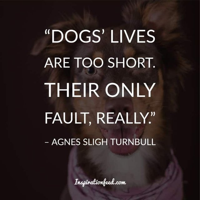 Dog Quotes and Sayings