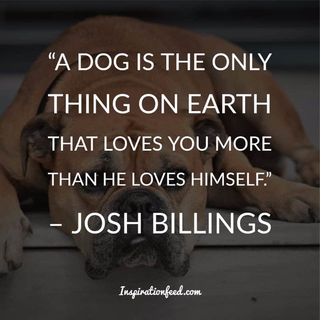 Dog Quotes and Sayings