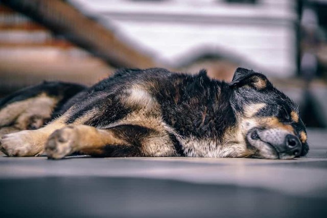 Doggy Slepping on a Hot Sunny Day