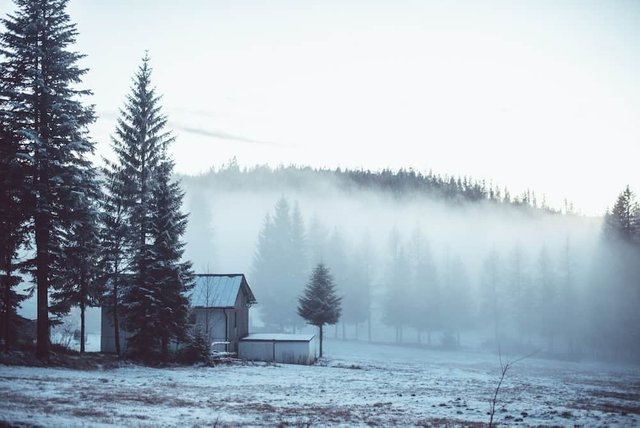 Small Cabin in the Woods