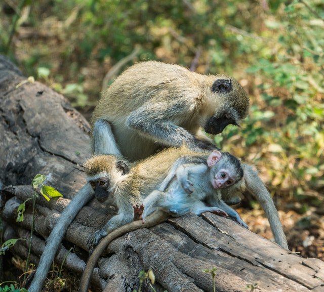 African Safari Day 1 - Lake Manyara